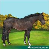 Horse Color:Brown Rabicano 