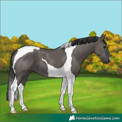 Horse Color:Grullo Tobiano Brindle