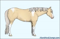 Horse Color:White Spotted Silver Classic Champagne Dun Tobiano