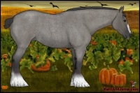 Horse Color:Grullo Roan Sabino 