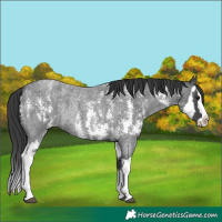 Horse Color:Blue Roan Sabino Splash  and Blue Roan Sabino Splash 