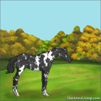 Horse Color:White Spotted Black 