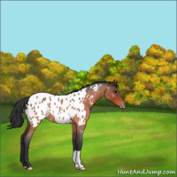 Horse Color:Brown Roan Appaloosa 