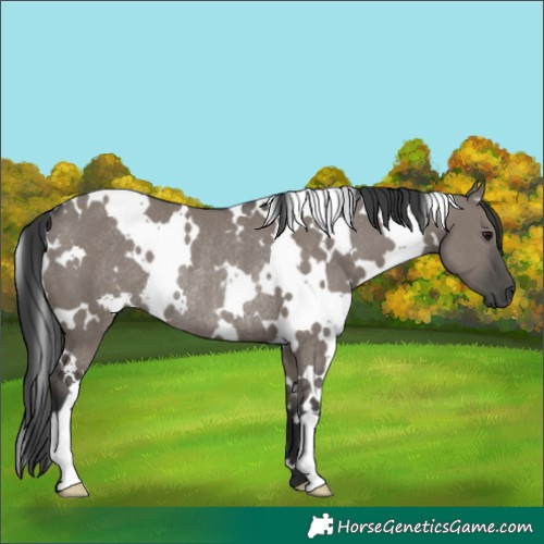 Horse Color:White Spotted Grullo Rabicano