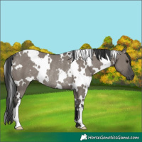 Horse Color:White Spotted Grullo Rabicano 