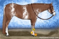 Horse Color:White Spotted Chestnut Sabino