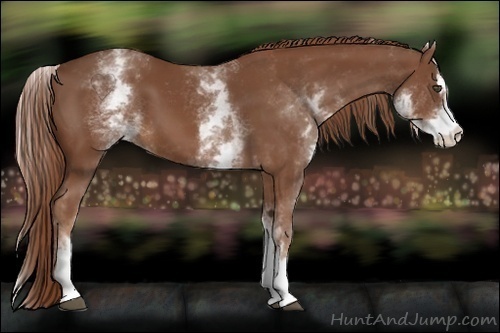 Horse Color:White Spotted Chestnut Sabino