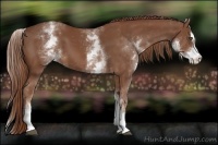 Horse Color:White Spotted Chestnut Sabino 