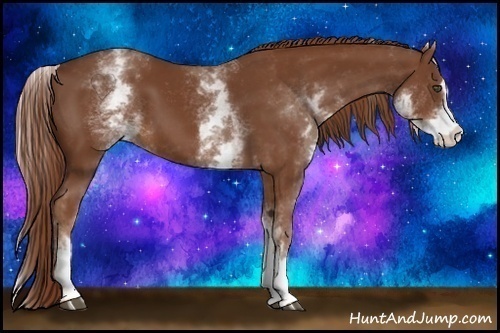 Horse Color:White Spotted Chestnut Sabino 
