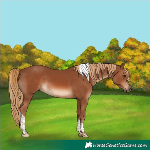 Horse Color:Chestnut Tobiano 