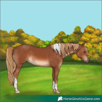 Horse Color:Chestnut Tobiano