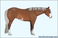 Horse Color:Silver Bay Sabino 
