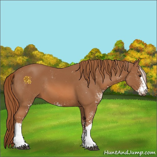 Horse Color:Chestnut Sabino 