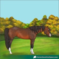 Horse Color:Bay 