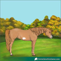 Horse Color:Chestnut Frame 