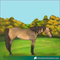 Horse Color:Buckskin 