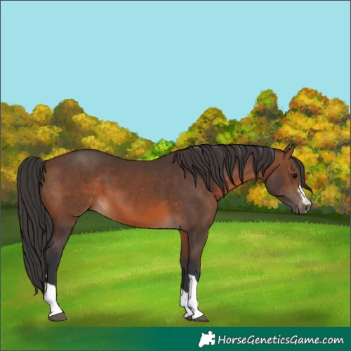 Horse Color:Brown 