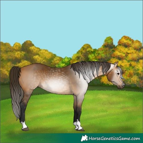 Horse Color:Gray Buckskin 