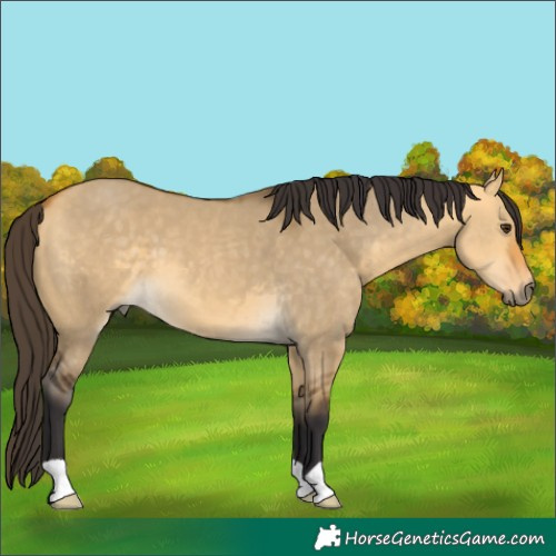 Horse Color:Buckskin Dun 