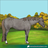 Horse Color:Smoky Grullo Tobiano Appaloosa 