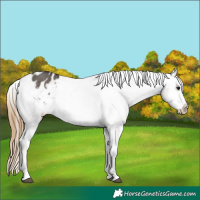 Horse Color:Smoky Grullo Tobiano Appaloosa 