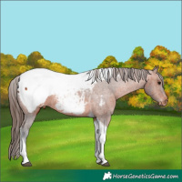 Horse Color:Bay Tobiano Appaloosa 