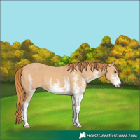 Horse Color:White Spotted Red Dun 