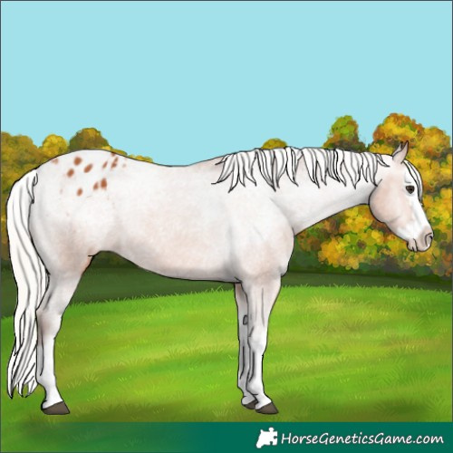 Horse Color:Silver Bay Splash Appaloosa 