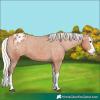 Horse Color:Silver Bay Splash Appaloosa 