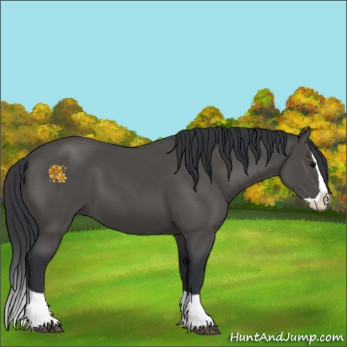 Horse Color:Black Splash 