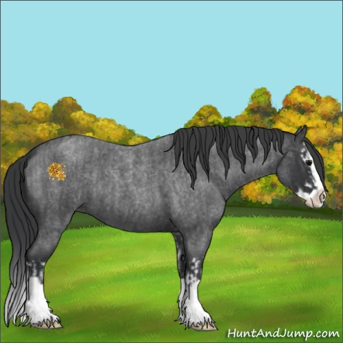 Horse Color:Blue Roan Sabino Splash  and Blue Roan Sabino Splash 