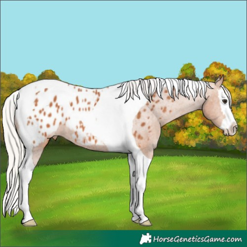 Horse Color:Silver Bay Splash Tobiano Appaloosa 