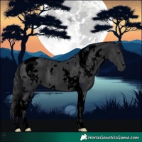 Horse Color:Void White Spotted Black Tobiano 