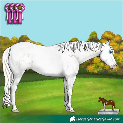 Horse Color:Silver Buckskin Sabino Splash Tobiano Appaloosa 