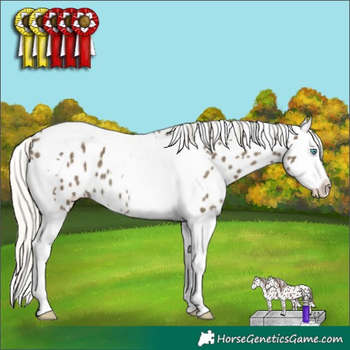 Horse Color:Silver Smoky Black Splash Tobiano Appaloosa 