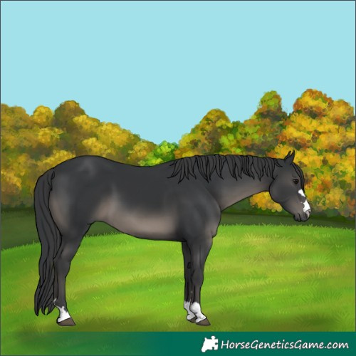 Horse Color:Black 