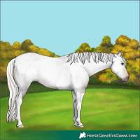 Horse Color:Gray Silver Bay Tobiano 