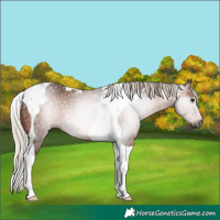 Horse Color:Gray Silver Bay Tobiano 