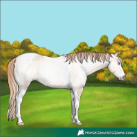 Horse Color:Gray Buckskin Pearl Tobiano Appaloosa 