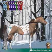 Horse Color:Bay Dun Tobiano 