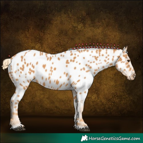 Horse Color:Chestnut Appaloosa 