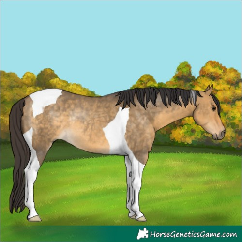 Horse Color:Buckskin Dun Tobiano Rabicano 