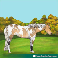 Horse Color:White Spotted Silver Buckskin Dun Rabicano