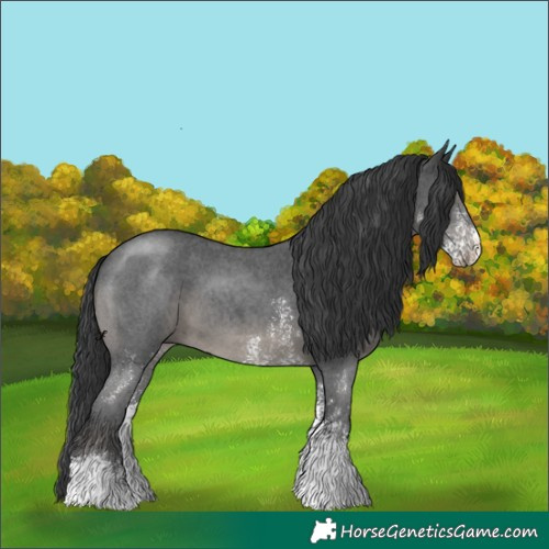 Horse Color:Black Sabino 
