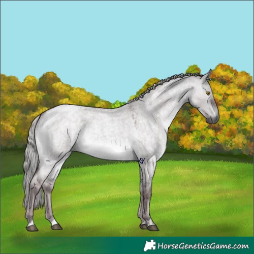 Horse Color:Platinum Chocolate Silver Buckskin Roan Dun 