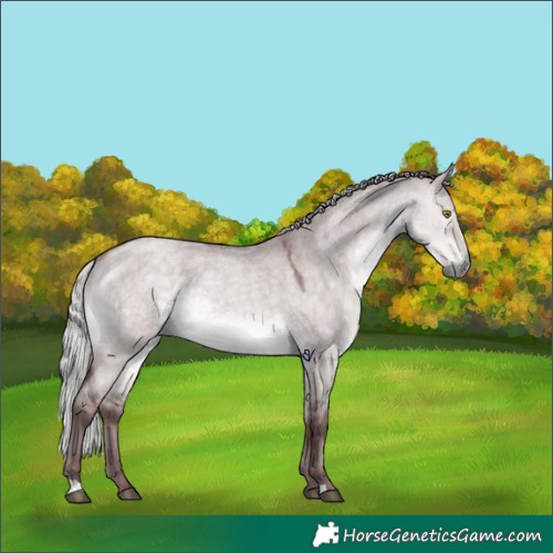 Horse Color:Platinum Chocolate Silver Buckskin Roan Dun 