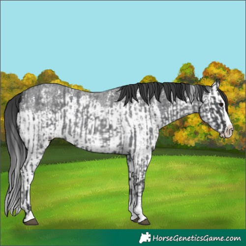 Horse Color:Blue Roan Sabino Splash  and Blue Roan Sabino Splash 