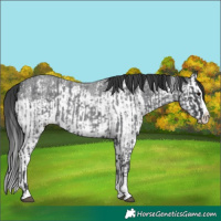 Horse Color:Blue Roan Sabino Splash  and Blue Roan Sabino Splash 
