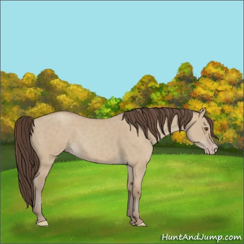 Horse Color:Classic Champagne Dun 