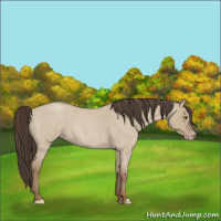 Horse Color:Classic Champagne Roan Dun 